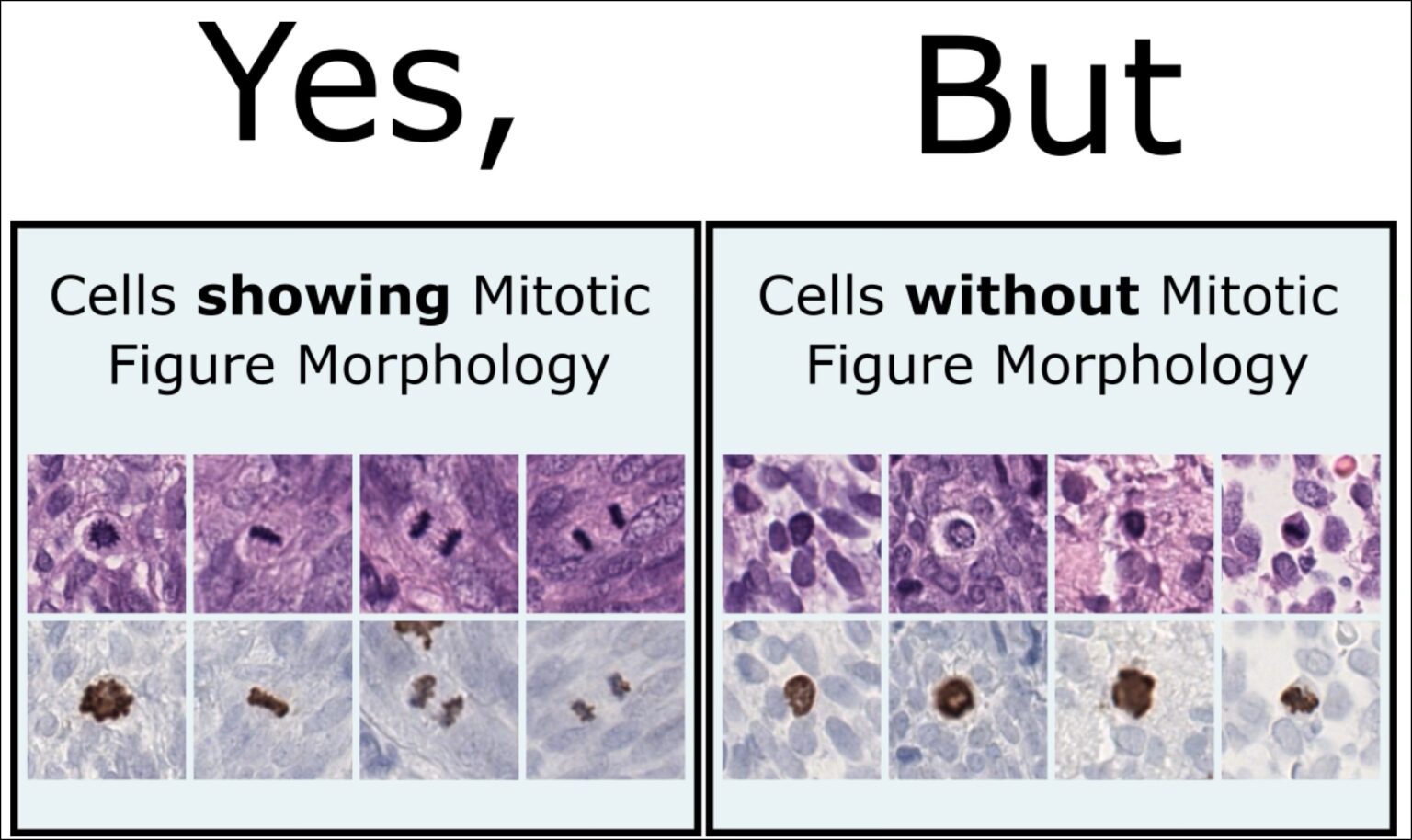 MIDOG++ – The largest multi-domain mitotic figure dataset ...